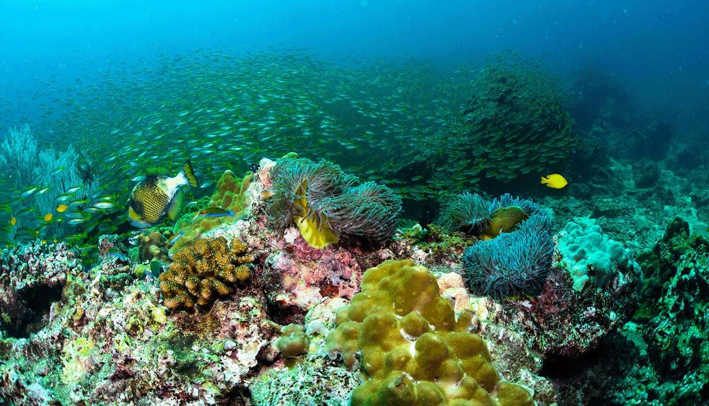 banc de poissons colorés en plongé sous marine