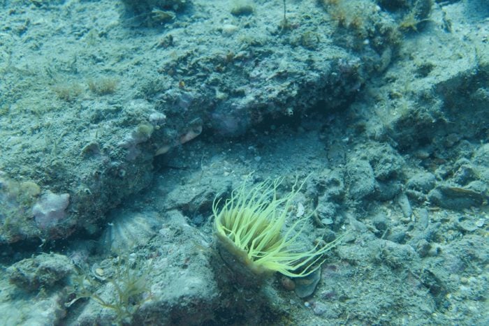 flore réserve marine palavas plongée proche de Montpellier
