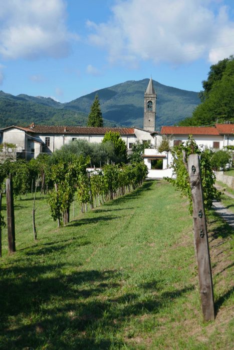vigne village