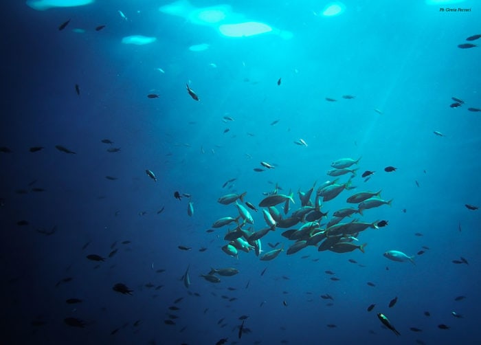 groupe poissons réserve marine portofino en plongée